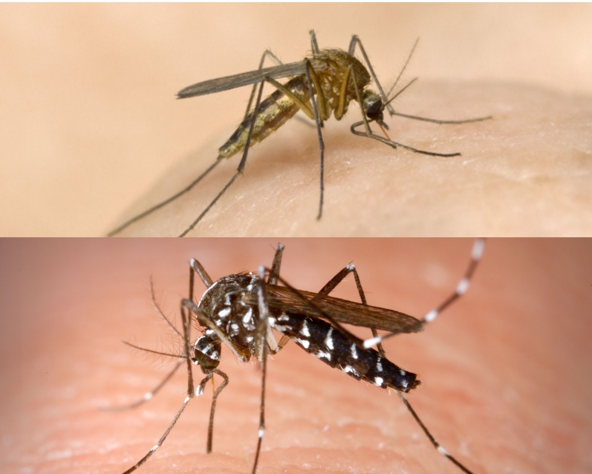 ¿Cómo eliminar Mosquitos?