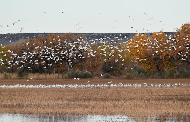 Snow Geese at Bosque del Apache National Wildlife Refuge