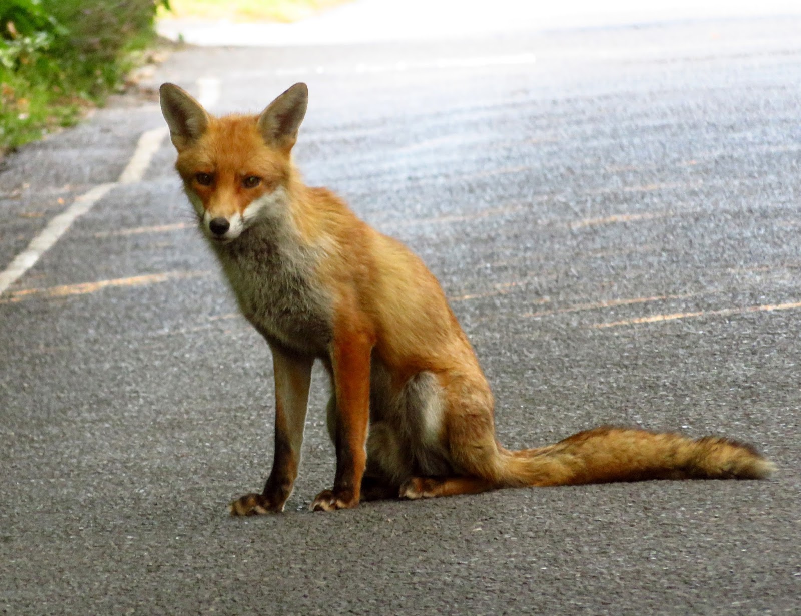 MERSEA WILDLIFE FIRS FOX