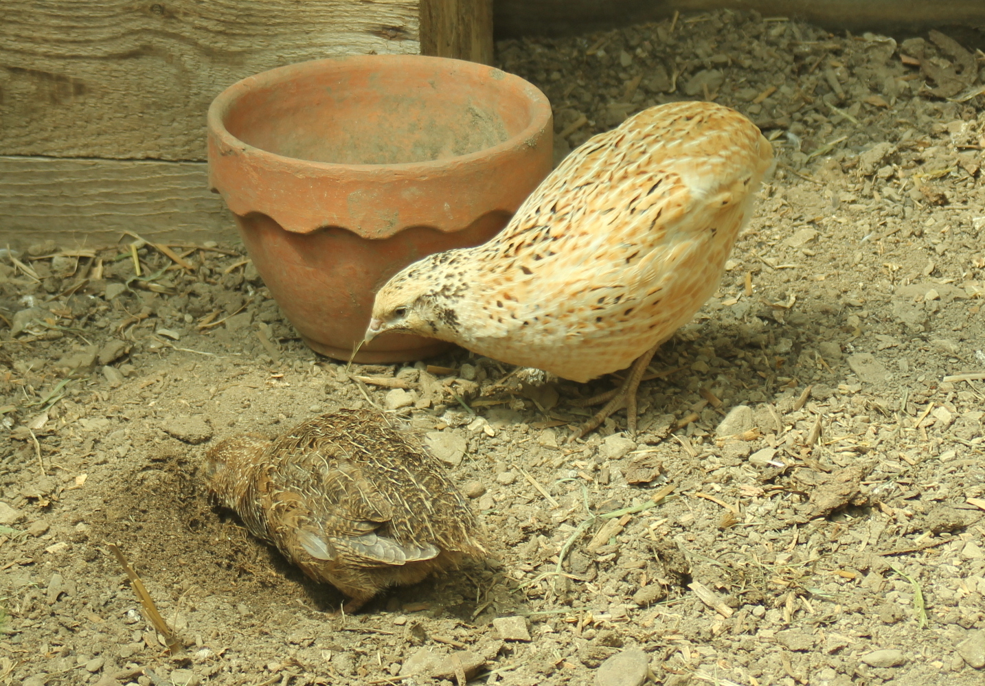 HATCHING & RAISING QUAIL The Holistic Hen How to raise quail