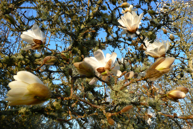 magnolia salicifolia