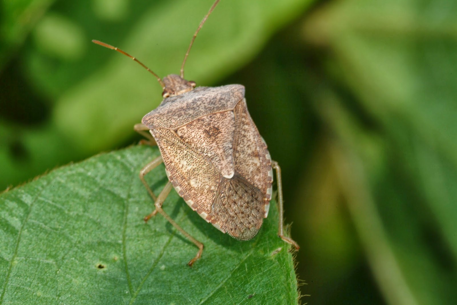 grain-crops-update-stink-bugs-could-still-be-a-problem-in-soybeans