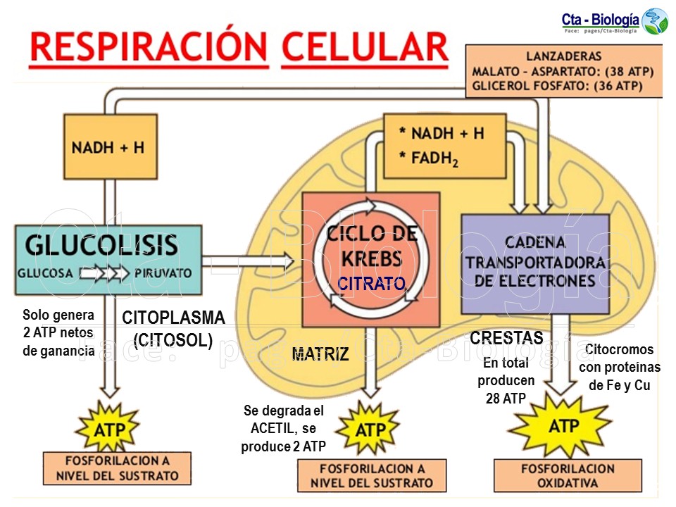 Biología didáctica Academia Cepreduni Respiración Celular