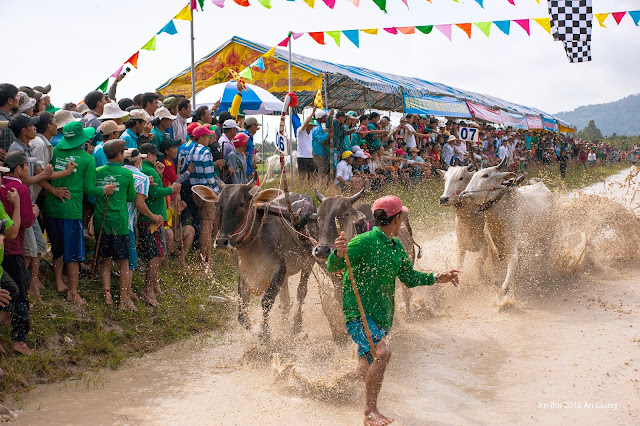 Cow racing in Mekong Delta Vietnam