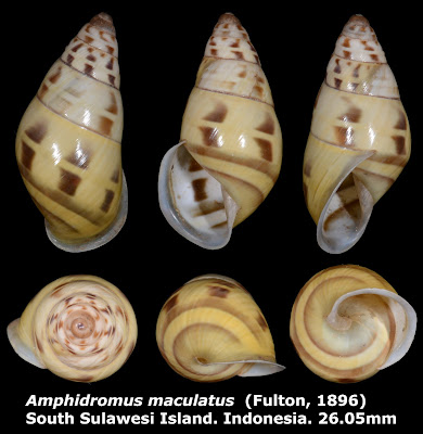 Amphidromus maculatus 26.05mm