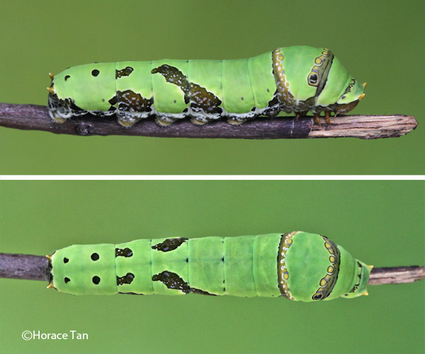 Butterflies of Singapore Life History of the Lime Butterfly v2.0