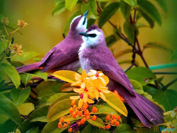 birds cool wallpapers purple flowers bird pretty exotic colorful nature animals yellow colors trees colour very lavender amazing really beauty