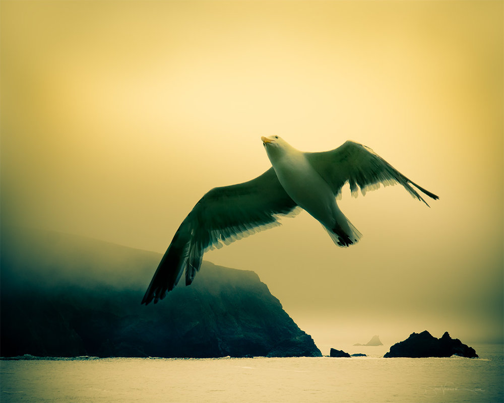 Spread your Wings and Fly Away! ~ Mindfulness Meditation ...