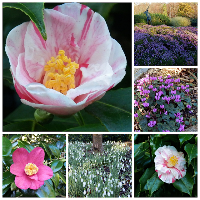 January Flowers, Pinetum Gardens, Cornwall