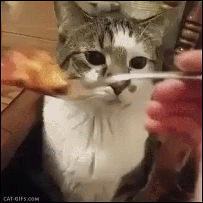 Hilarious Cat GIF • Epic fail! Wen your cat fucking hates food for human. "Unacceptable shit." Hilarious Cat GIF • Epic fail! Wen your cat fucking hates food for human. "Unacceptable shit."