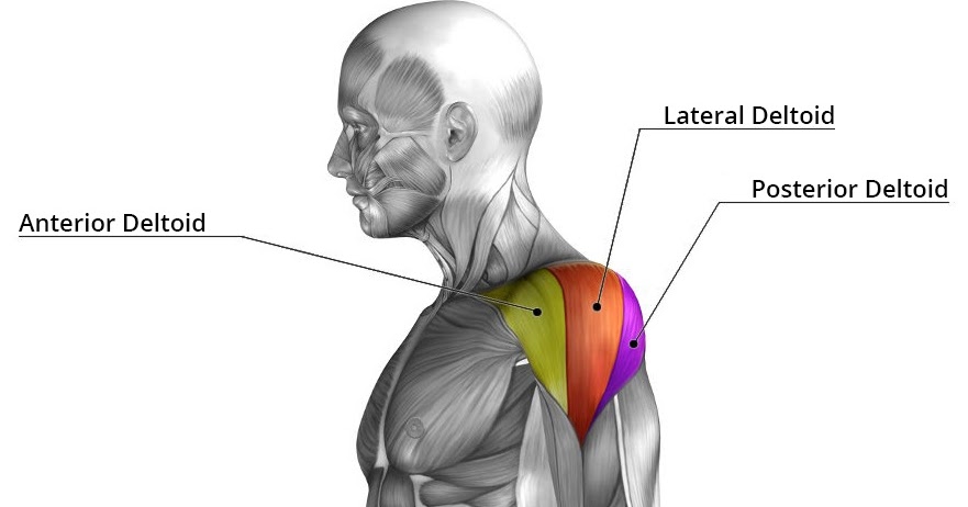 Body Muscle Detail And Exercise Fitness : Deltoid Muscle Detail