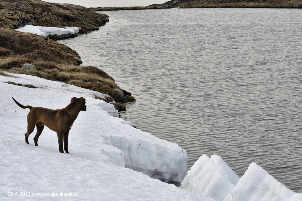 Остров харлов