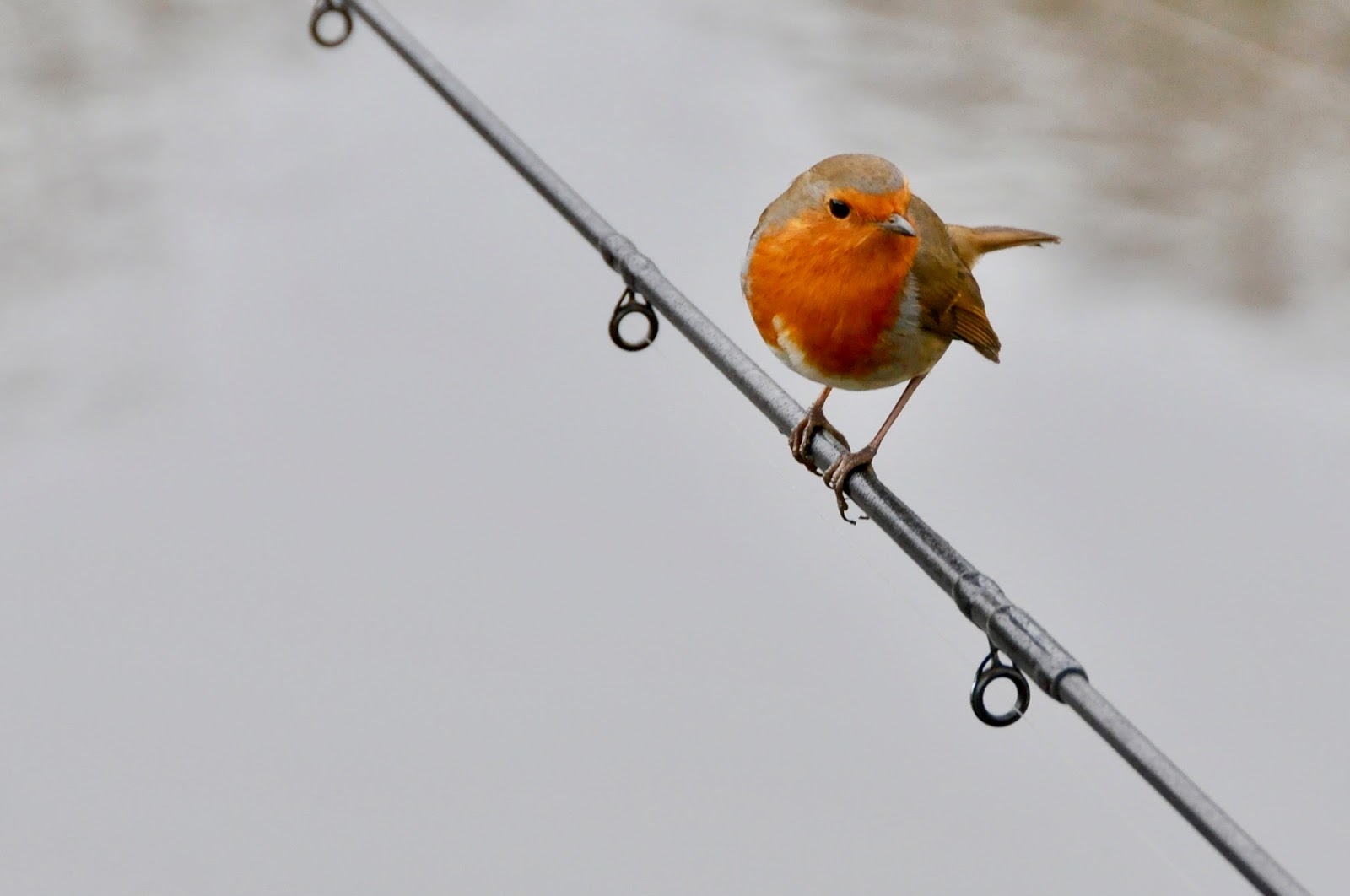 Joe Chatterton's Angling Diary Robins Love Cheese Paste