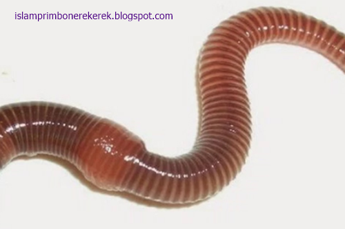 18 Arti Mimpi Mengenai Cacing Menurut Islam Primbon Jawa Dan Erek Erek 2d 3d 4d Islam Primbon Erek Erek