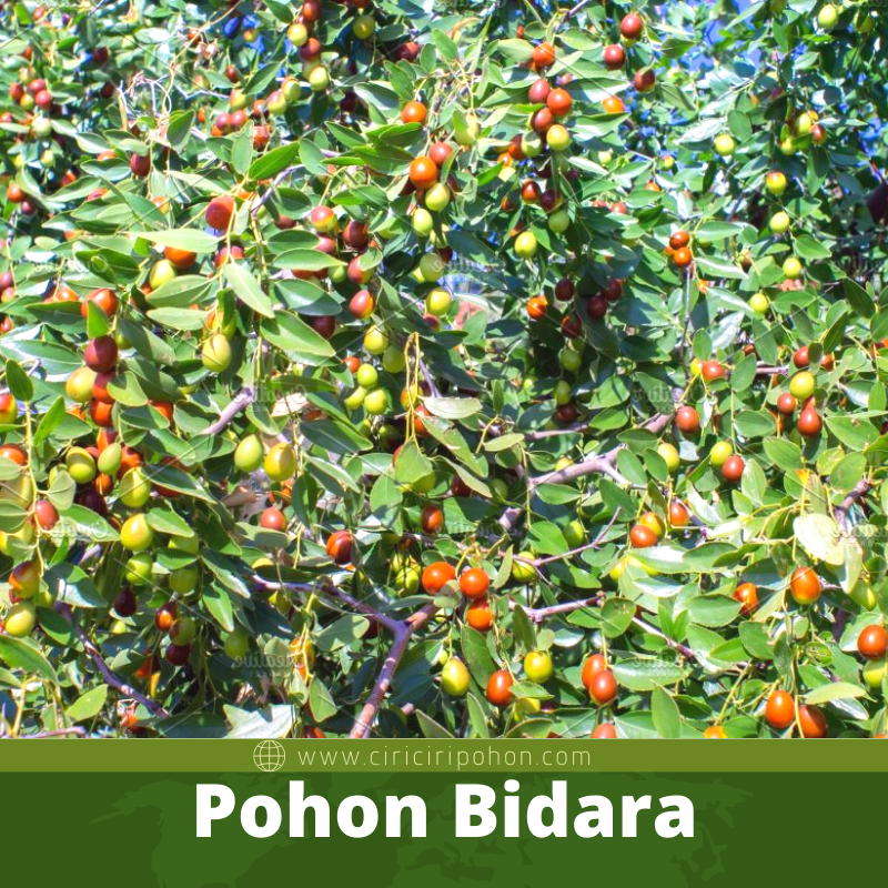 Pohon Bidara