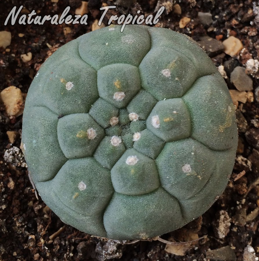 Cactus Matucana madisoniorum joven sin espinas