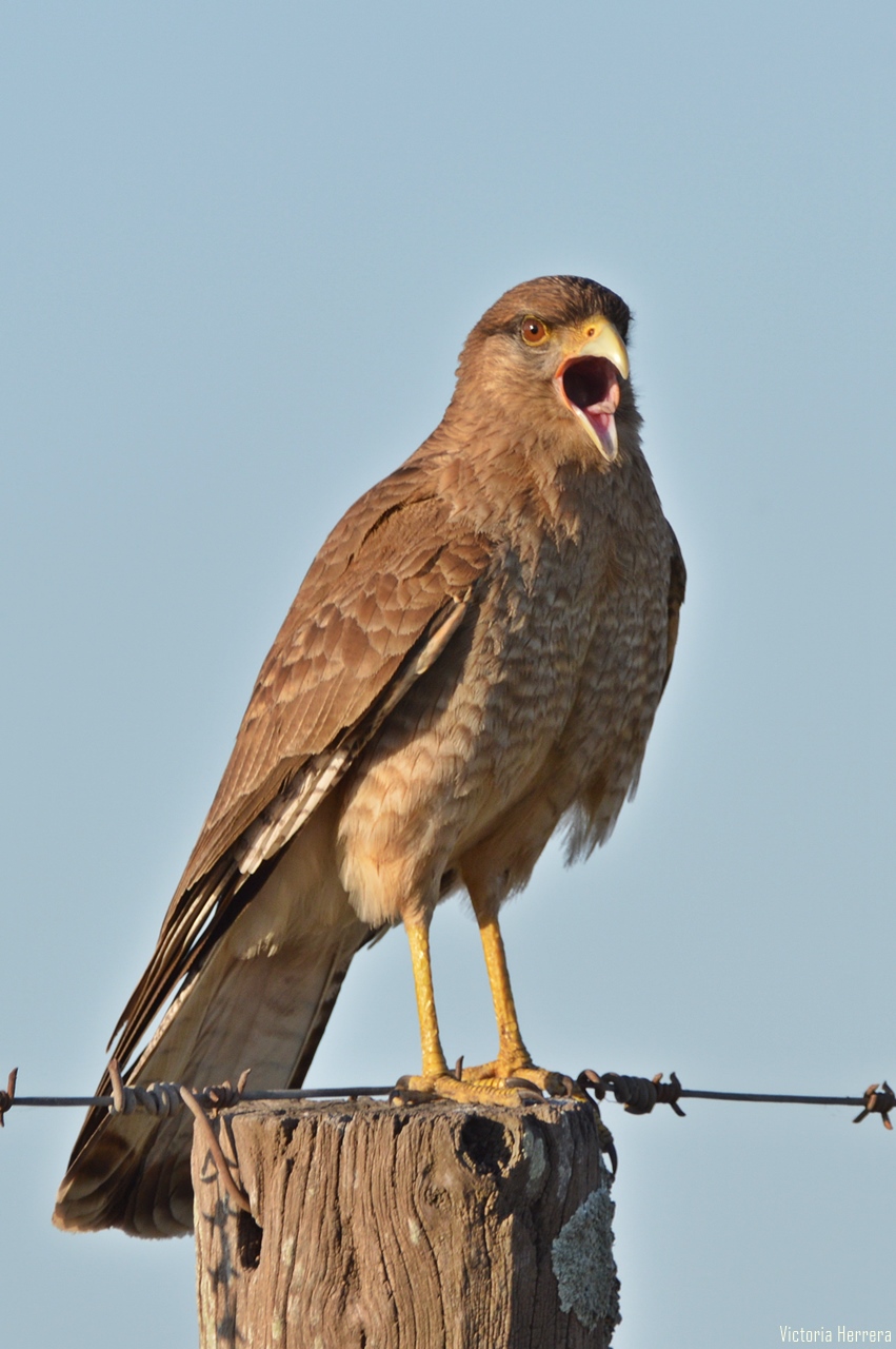 Observando aves: Chimango