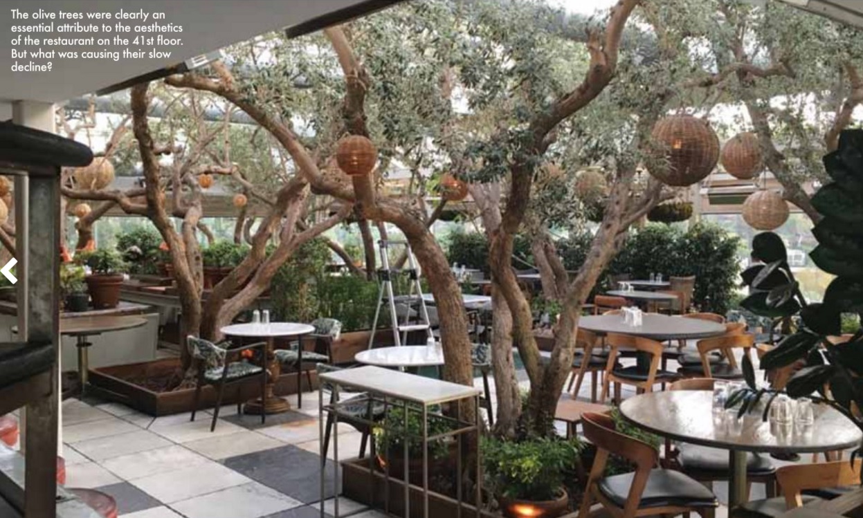 Openplants: Air Flown Trees Landing on a Rooftop