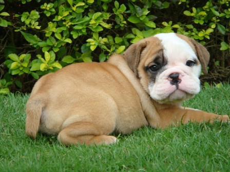 Bulldog Puppies Pictures - Puppy Picture and Information