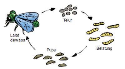 Proses Metamorfosis Lalat dari Telur - Lalat Dewasa