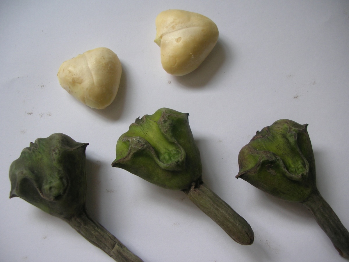 Dharwad Cooks Water Chestnut