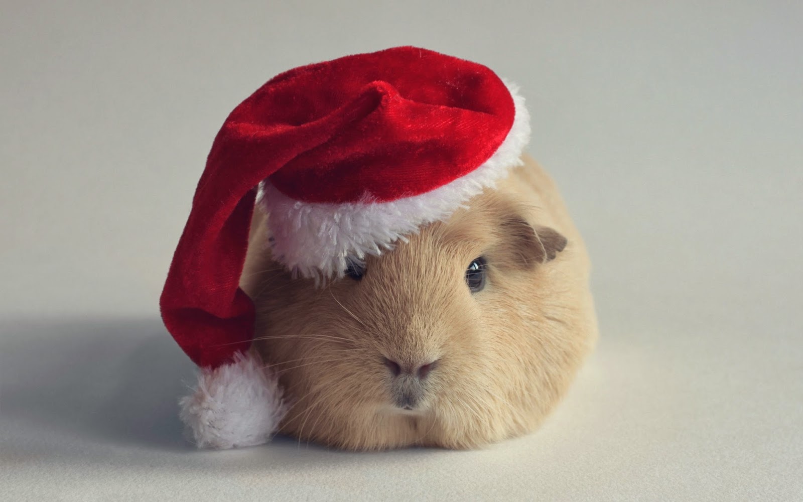 Hamster Wallpapers HD - Beautiful wallpapers collection 2018