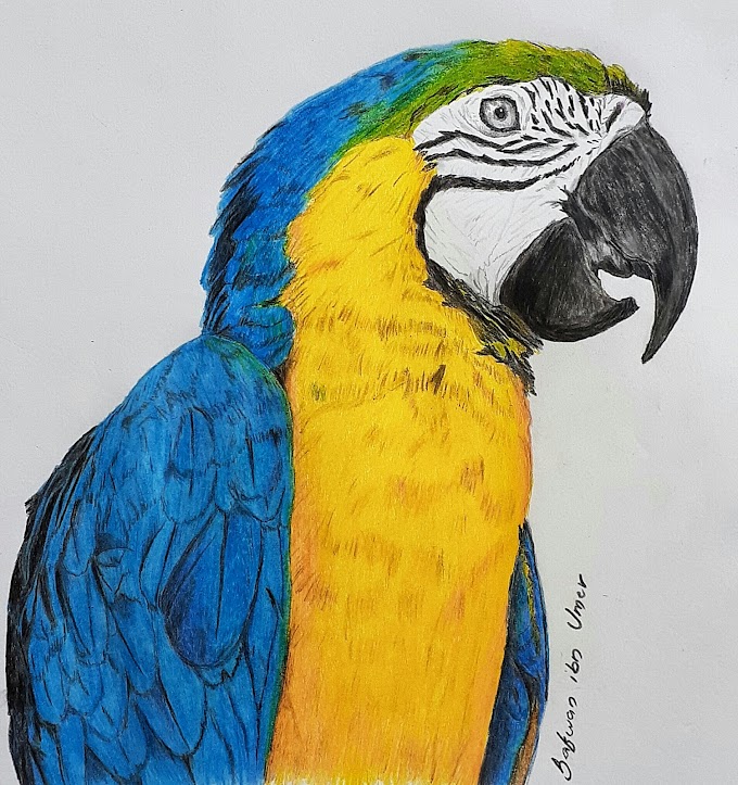 Macaw Parrot drawing with Colored Pencil