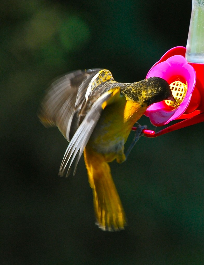 Bird In Everything Oriole Bird Food