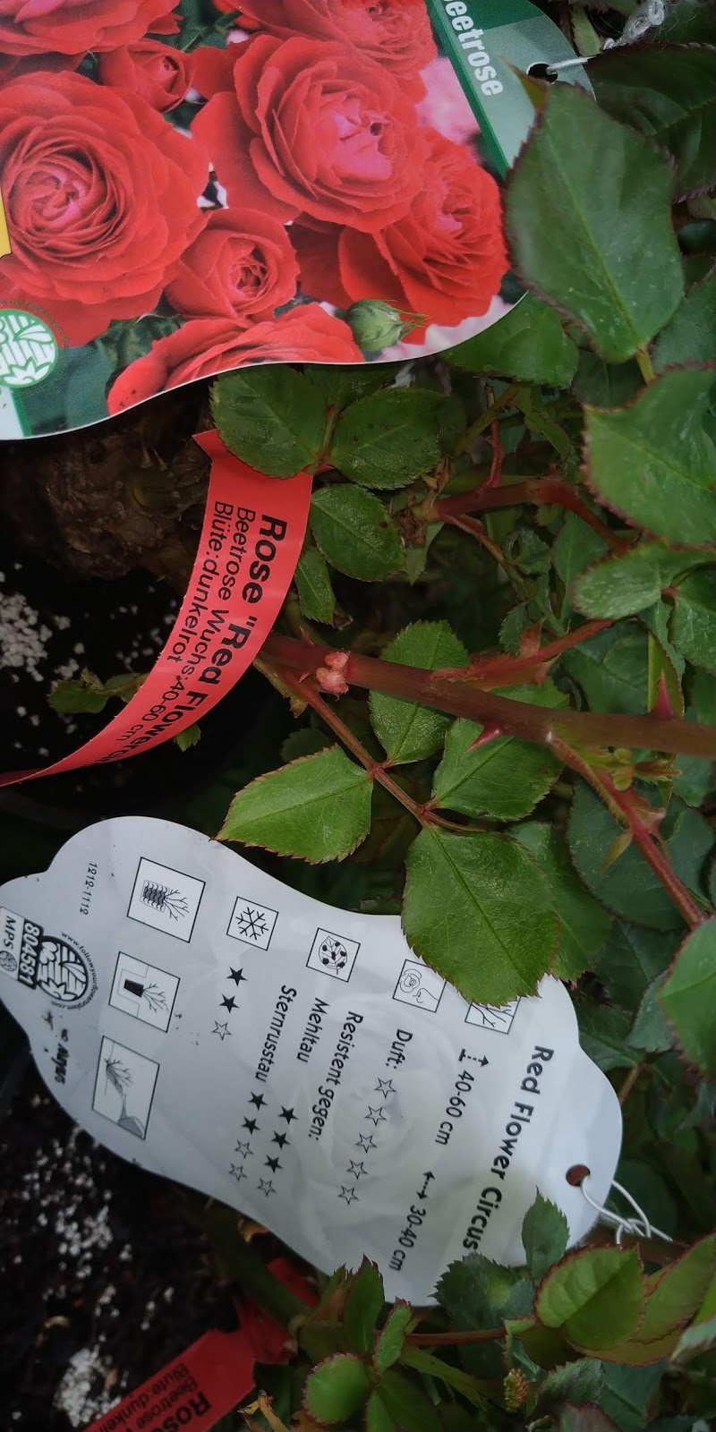 Pflanzen Art Rosentage mit Abstand aber vielen Rosen