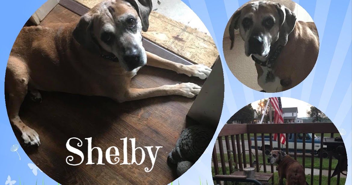 Moments of Introspection Camera Critters Shelby Collage