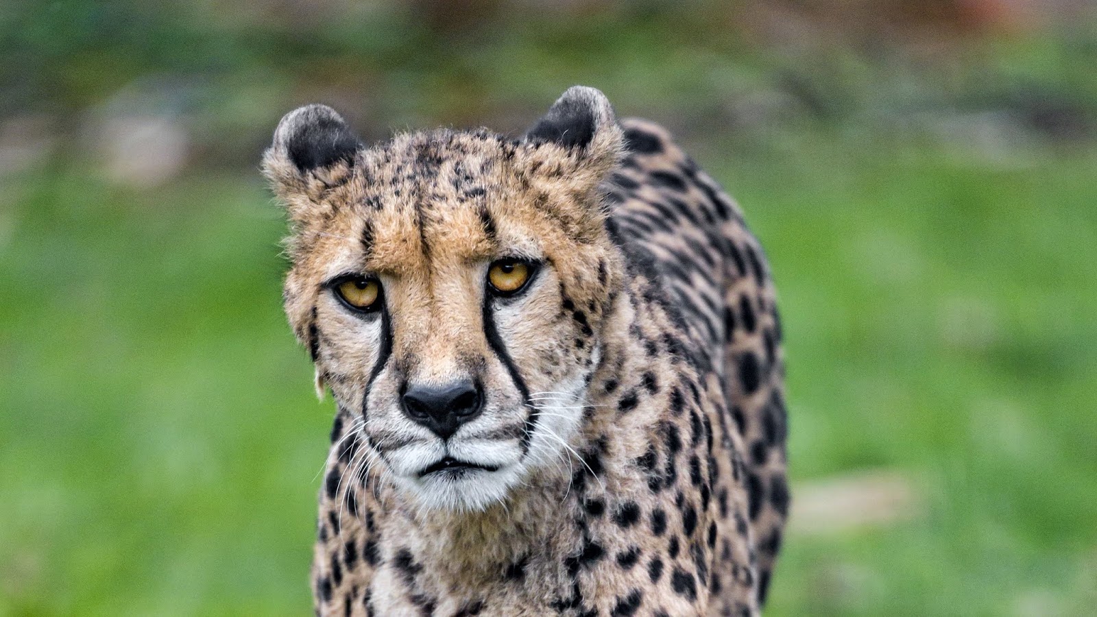 Cheetah, Cat, Predator, Africa
