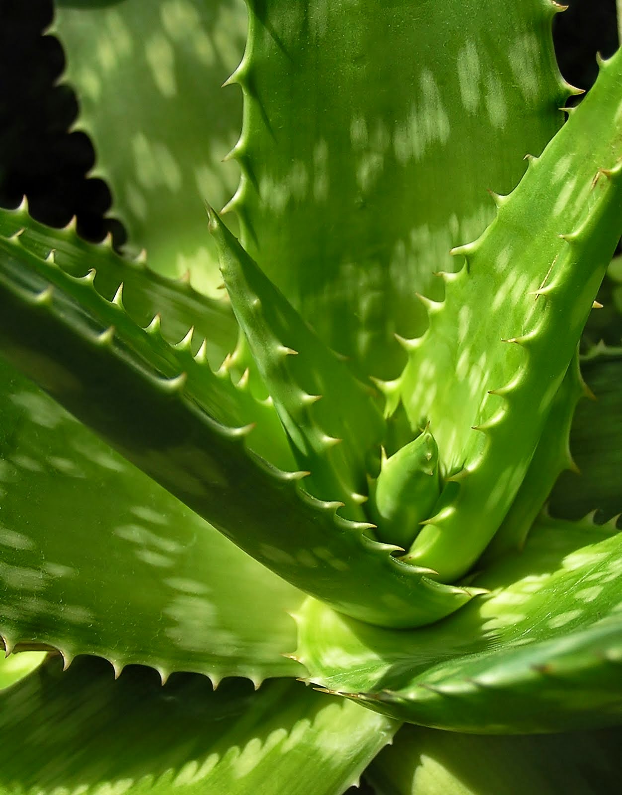 MODOS DE OLHAR Babosa (Aloe arborensis e a Aloe barbadensis Miller) MODOS DE OLHAR Babosa (Aloe arborensis e a Aloe barbadensis Miller)