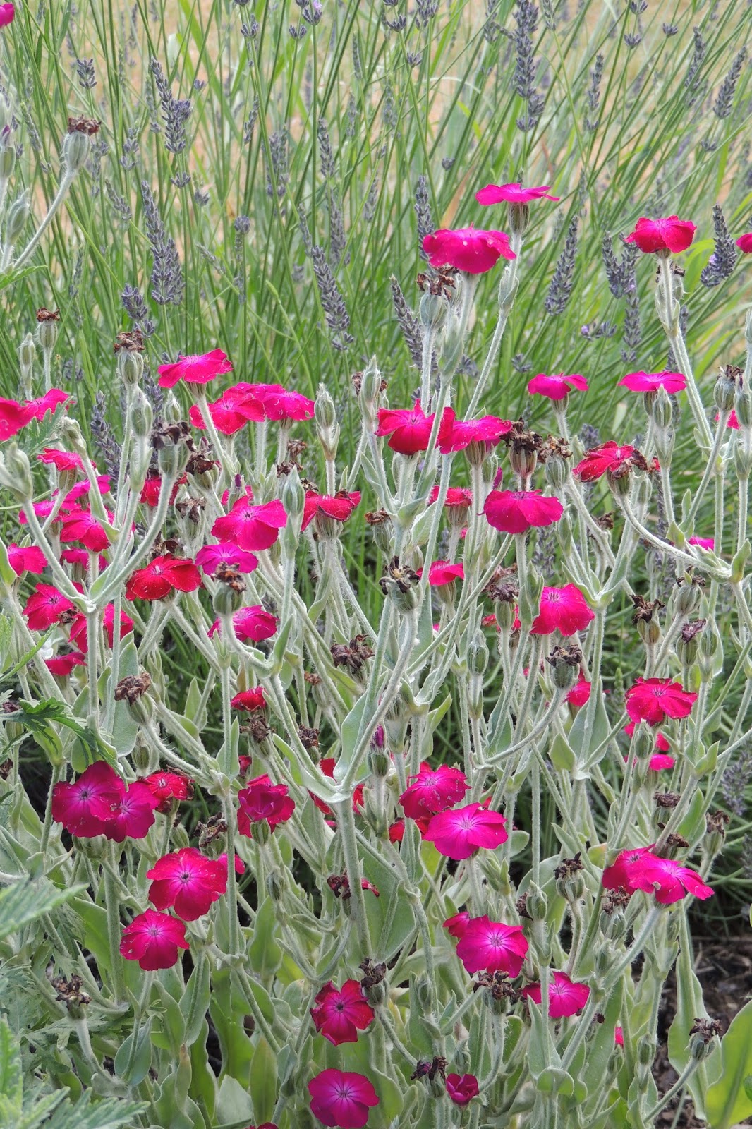 The Dusty Lane Rose Campion from Grandma's Garden