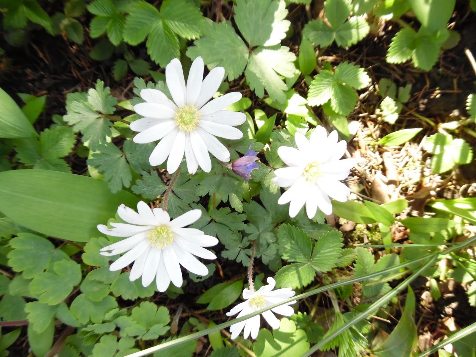Heidis grüne Ecke: Es ist Frühlingzeit - schönste Zeit