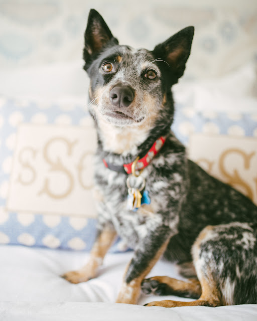 australian cattle dog blue heeler