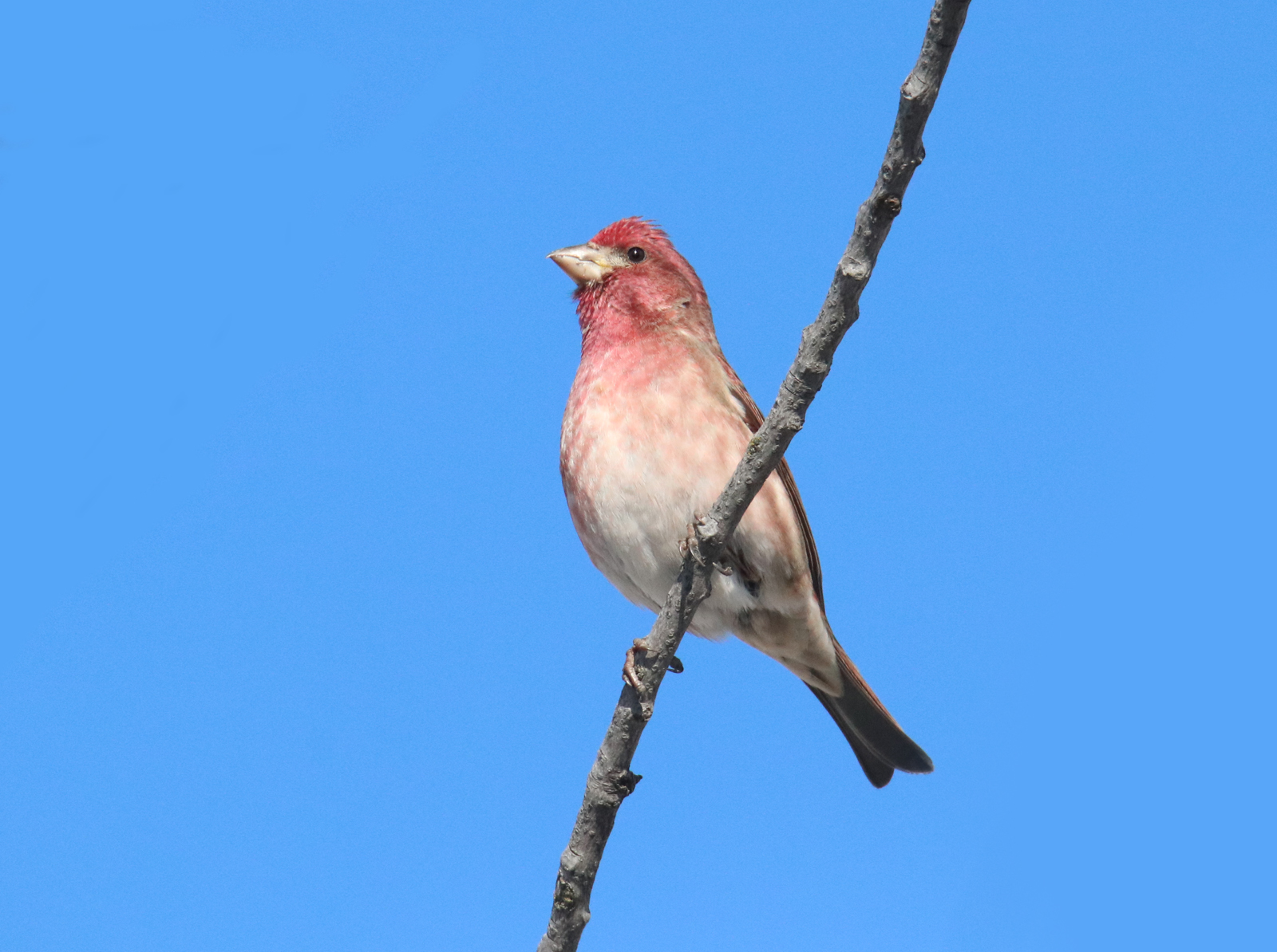 BC Rare Bird Alert Okanagan, Interior and the Kootenays