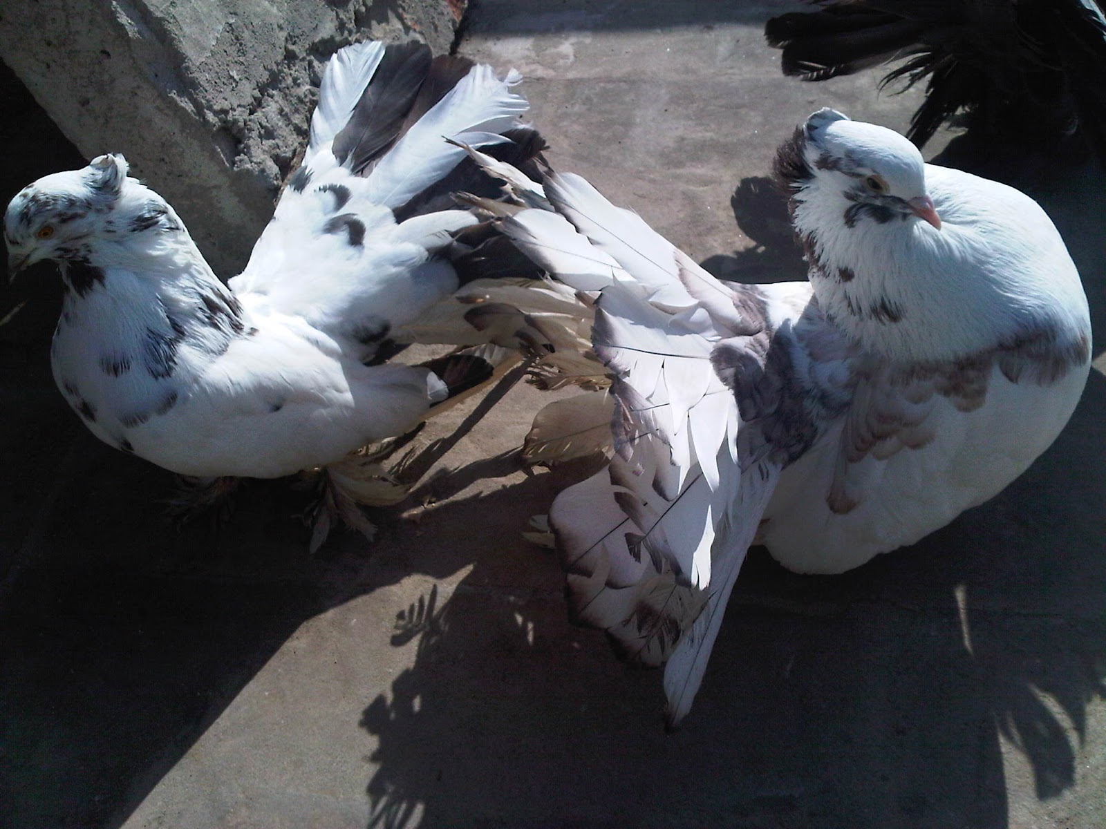 Fancy Pigeons For Sale In Lahore 0333 5550672 ~ Pigeons Photos ...