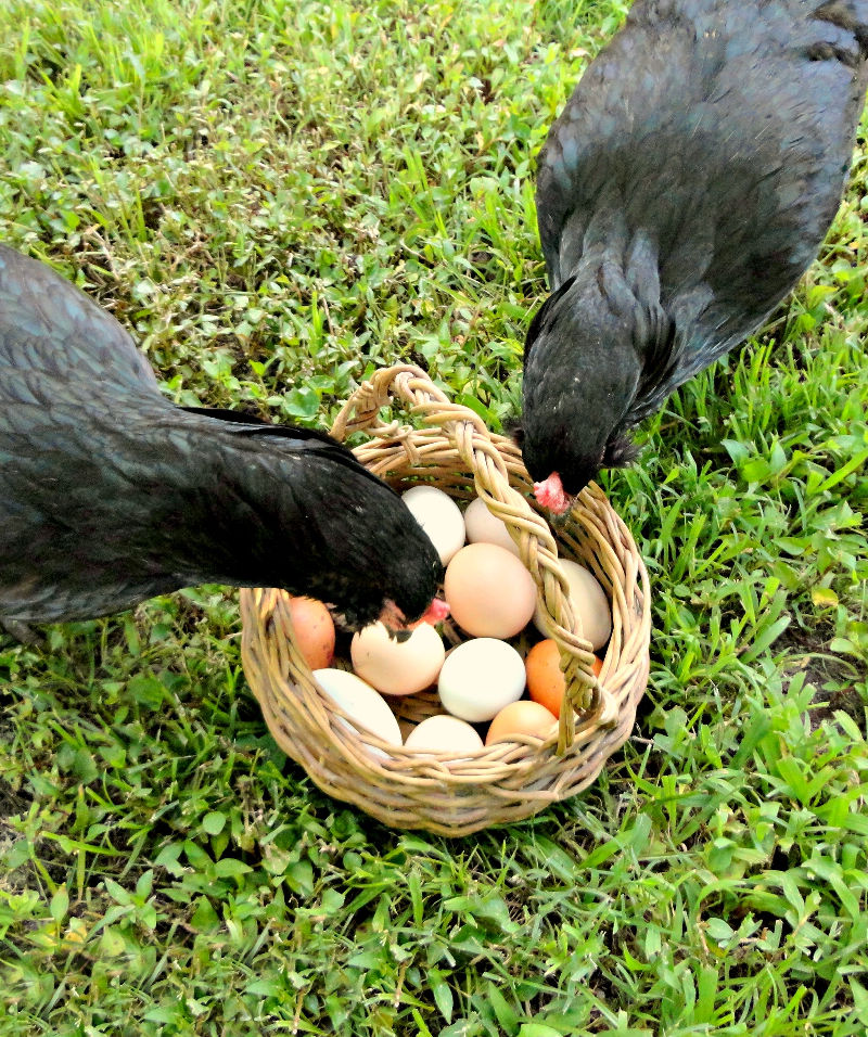 How to Stop Egg Eating Chickens Fresh Eggs Daily®