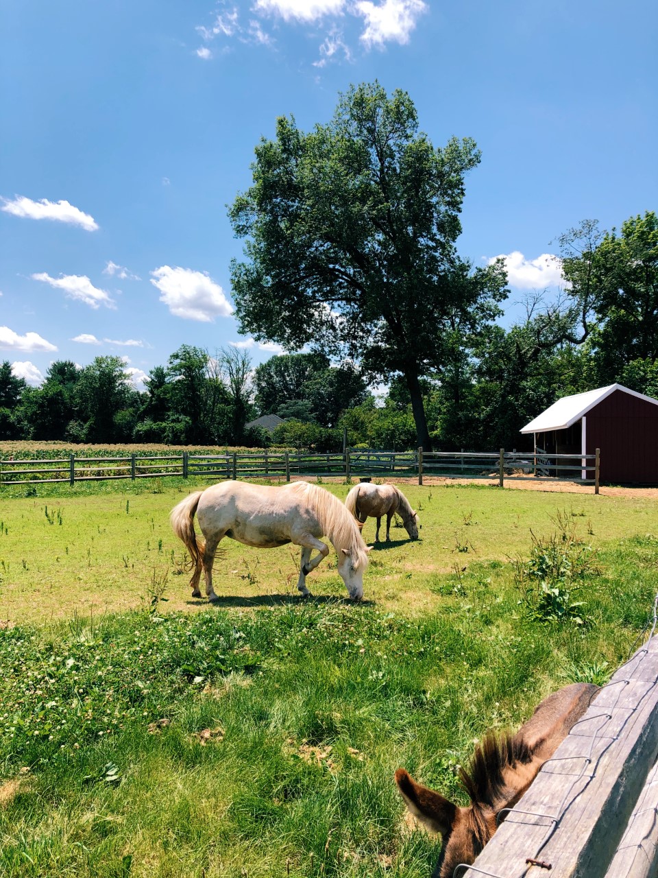 Flower Picking at Maple Acres Farm Organized Mess