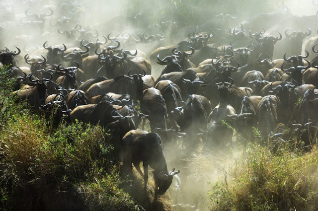 Großen Migration am Mara River, Kenia