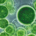 Chlorella In Cancer Prevention