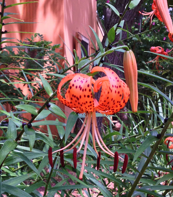 Fossils and Other Living Things: Tiger Lilies Are What's Up