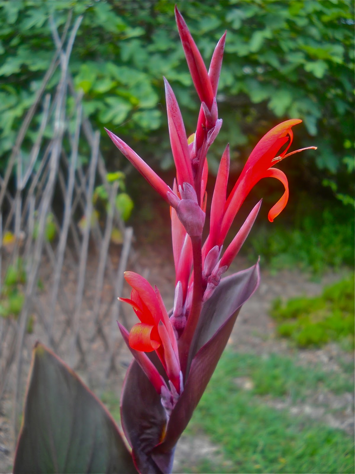 The Traveling Gardener My Grandmother's Canna Lilies