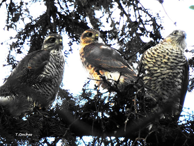 Uliu pasarar, Accipiter nisus, juvenil