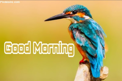 These Best 99+ Good Morning Images will make your day These Best 99+ Good Morning Images will make your day