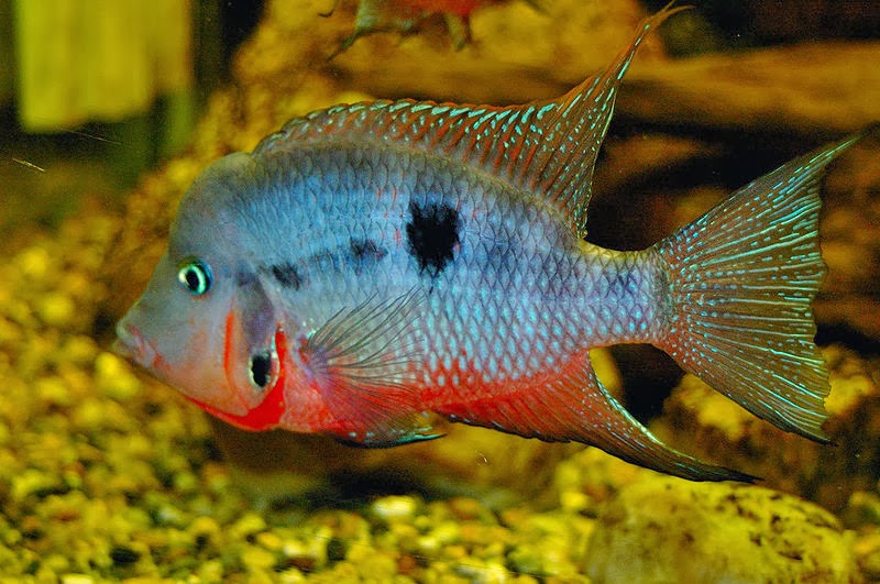 Fishaway Aquarists January 2014