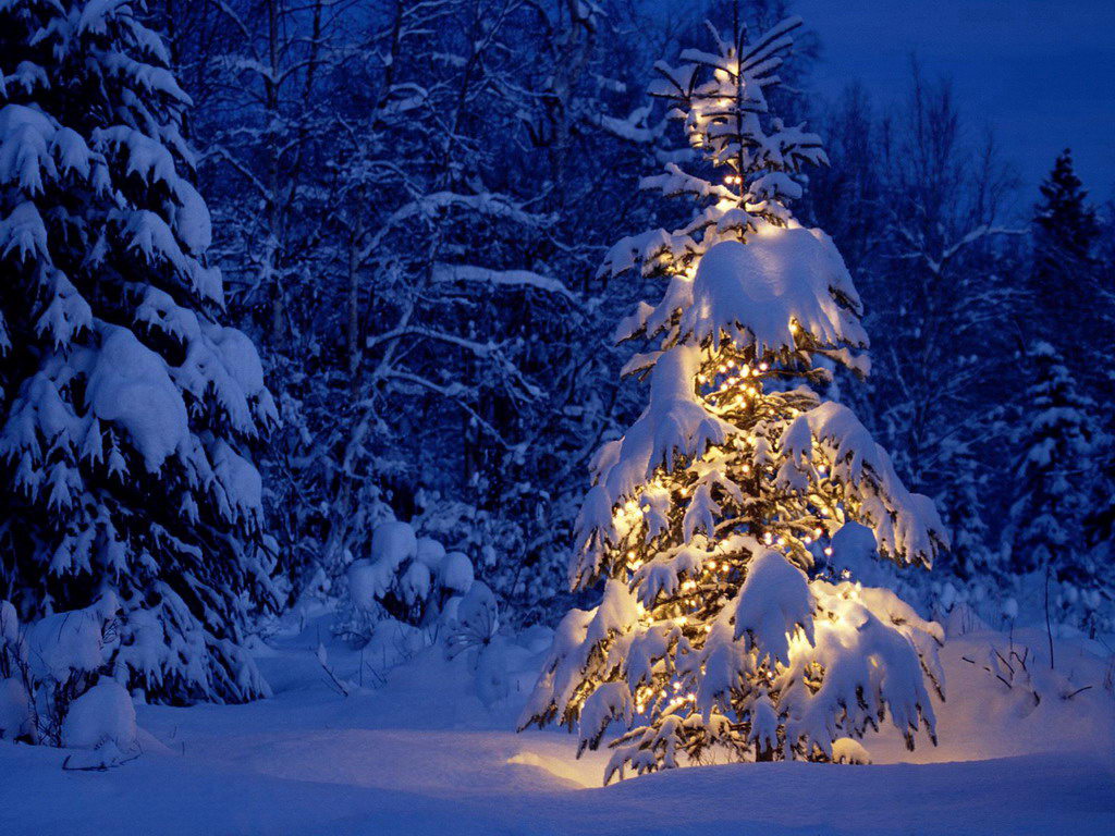 Kumpulan Gambar Pohon Natal  Browsing Gambar