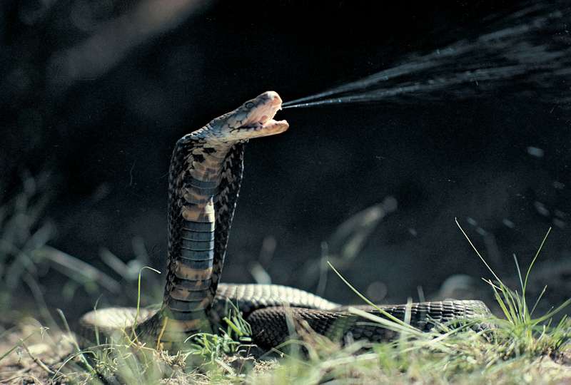10 of the World’s Deadliest Snakes