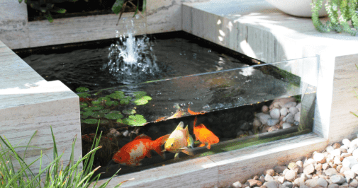 Kolam Ikan Koi Terbaik Untuk Rumahmu | Hewan Air Info - Hewan Air Info