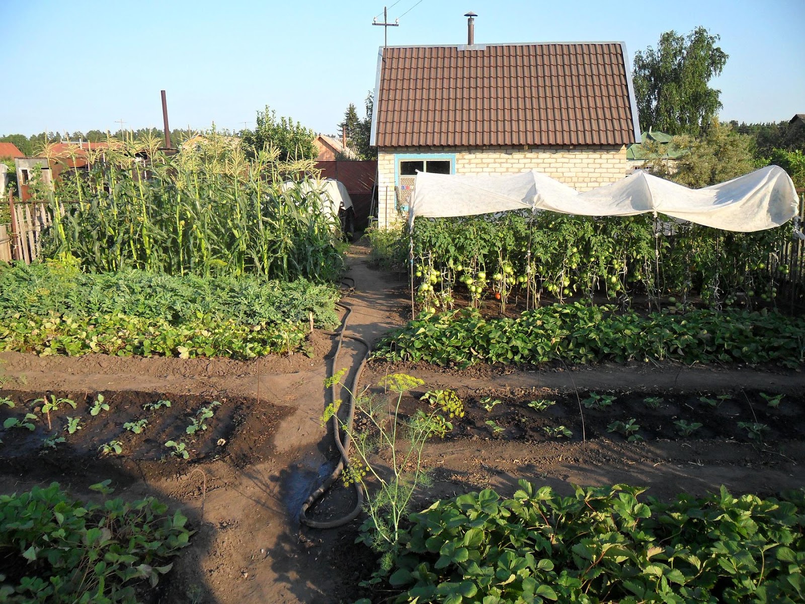дачный участок. простые сотки. простые сотки. простые сотки. ландшафт участка.